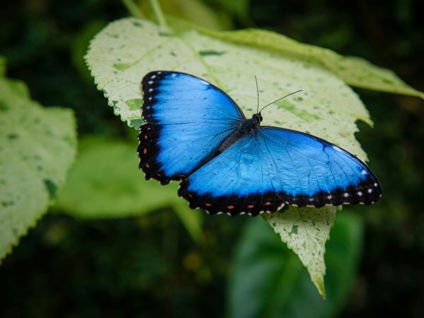 Blue Morpho butterfly by Michal Mrozek on Unsplash