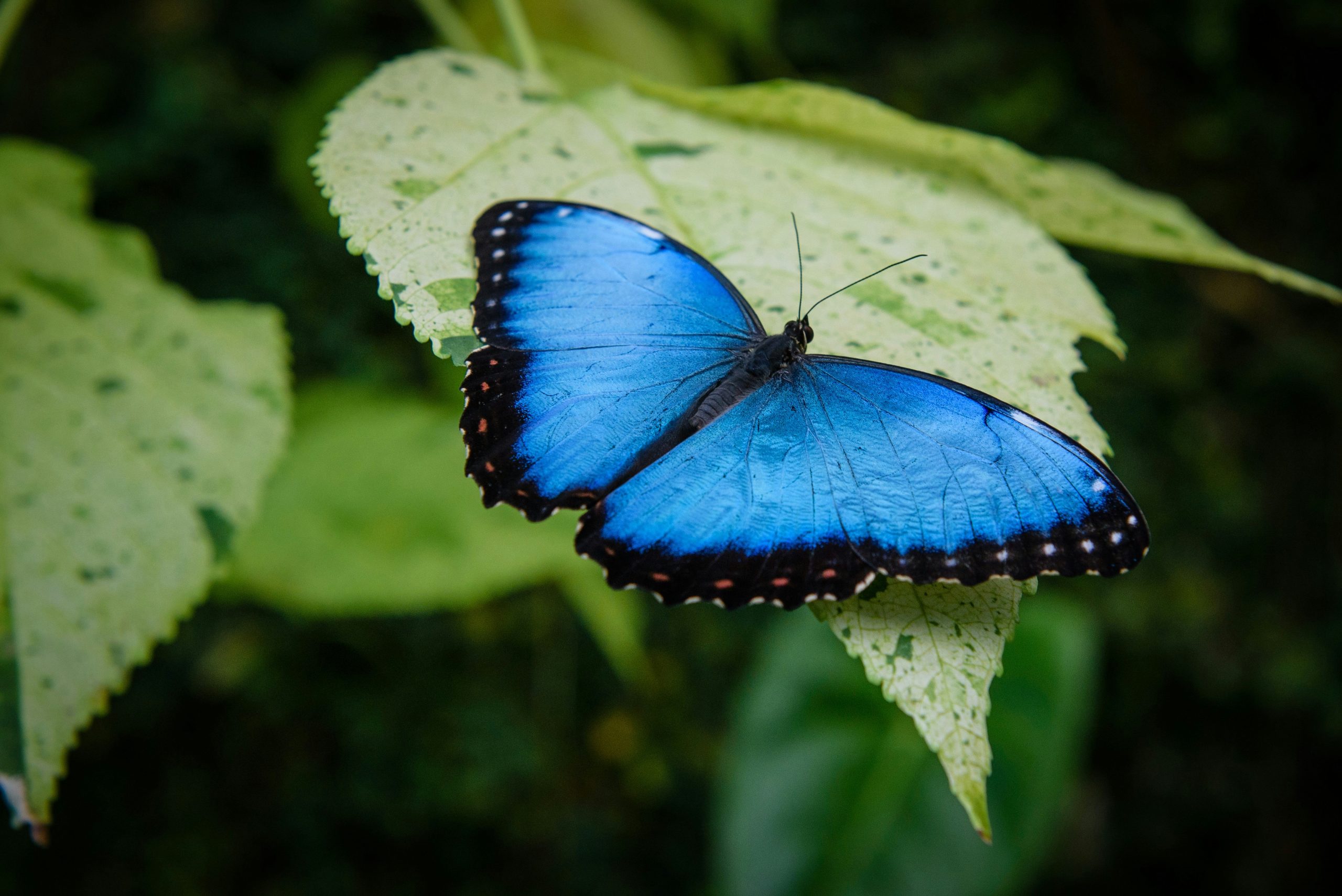 Blue Morpho butterfly by Michal Mrozek on Unsplash