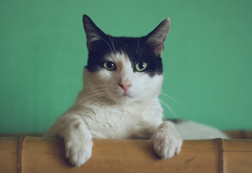 Cat sitting on a couch or chair with paws on a rail looking at reader. Photo by Manja Vitolic on Unsplash.