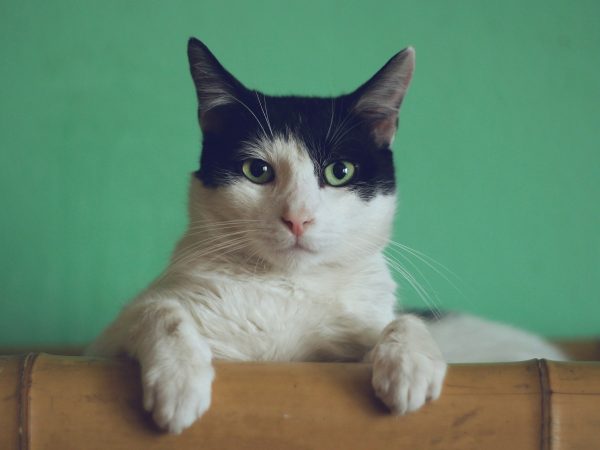 Cat sitting on a couch or chair with paws on a rail looking at reader. Photo by Manja Vitolic on Unsplash.