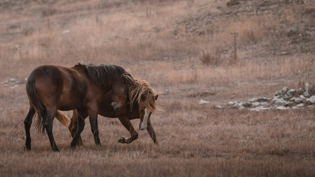 one horse nudging another