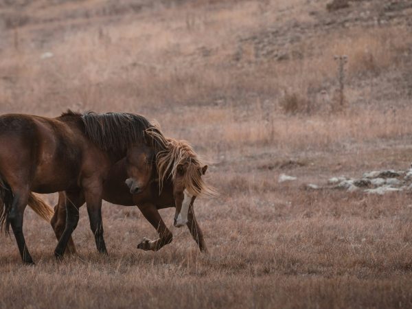 one horse nudging another